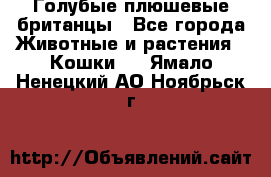 Голубые плюшевые британцы - Все города Животные и растения » Кошки   . Ямало-Ненецкий АО,Ноябрьск г.